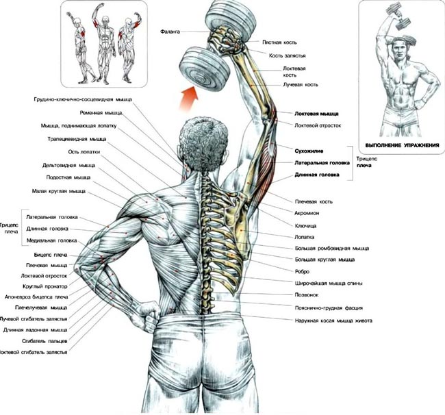 Разгибание рук с гантелью из-за головы - Упражнения для трицепсов