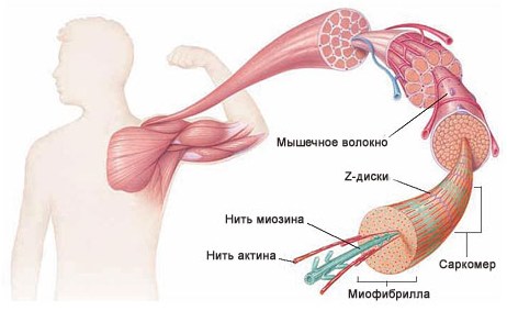 Как работают мышцы в разных упражнениях